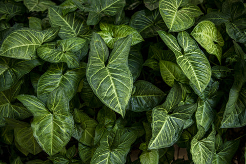 scindapsus treubii moonlight variegata Scindapsus Treubii Moonlight Albo Variegated – ProtoLeaf