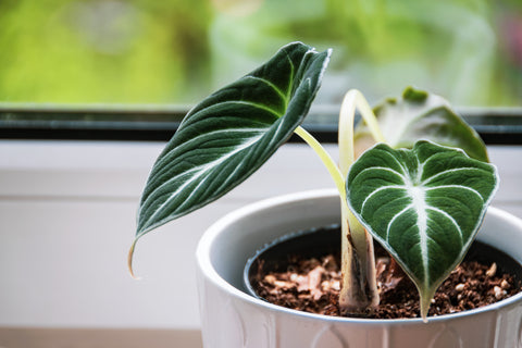 Alocasia Reginae Care | Care Guide | Plant Proper