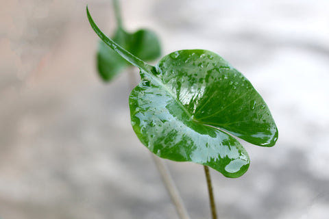 monstera led Minetom Monstera Leaf String Lights main image 0