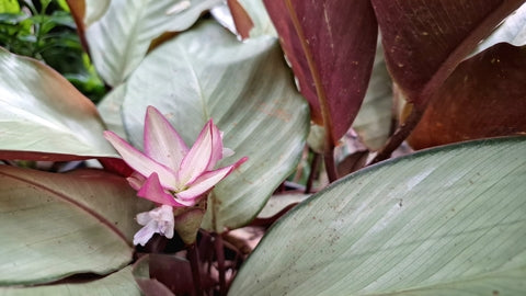 Calathea Beauty Star Care | Care Guide | Plant Proper