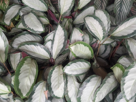 Calathea Jungle Velvet Care | Care Guide | Plant Proper