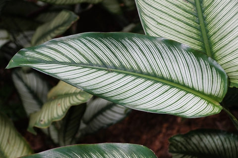 Calathea Majestica White Star Care | Plant Proper