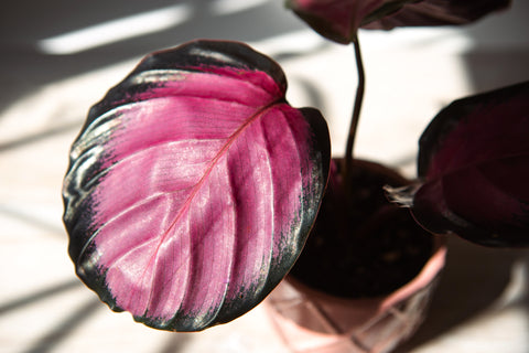 Calathea Rosy Care | Care Guide | Plant Proper