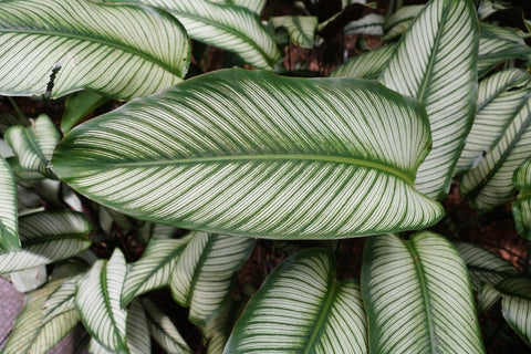 calathea concinna freddie Buy Calathea Freddie Plants Online main image 0