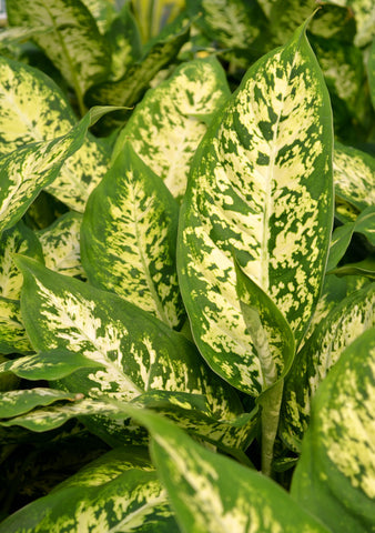 Dieffenbachia Vesuvius Care | Care Guide | Plant Proper