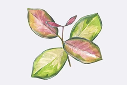 Hoya Australis : The Ideal Fast-Growing Houseplant