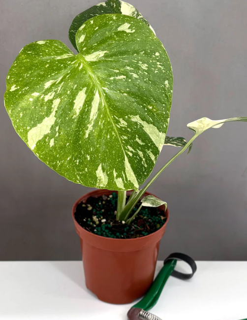 Monstera Deliciosa Mint | Always Affordable at Plant Proper