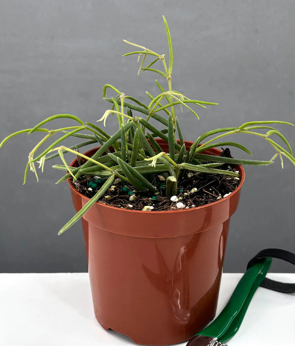 Hoya Linearis For Sale | Always Affordable at Plant Proper