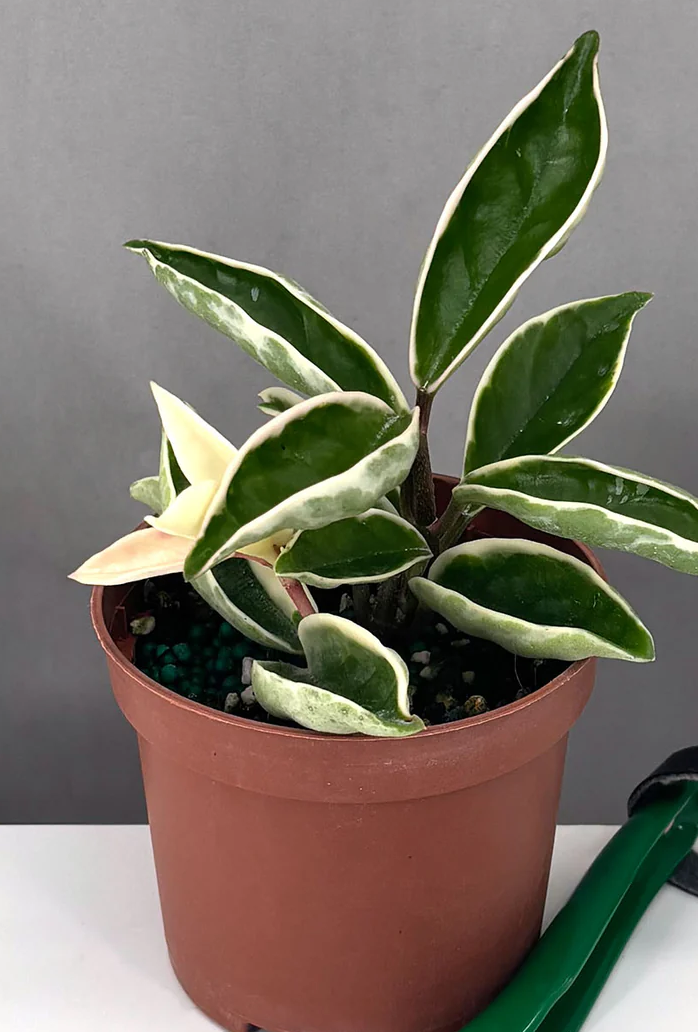 hoya quarts 動作確認未 Hoya Carnosa Suzie Q Care | Care Guide | Plant Proper