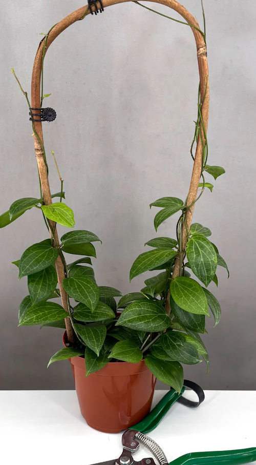 fabric planter Root Pouch #05 w/ Handle Forest Multi Use 5gal Fabric Pot