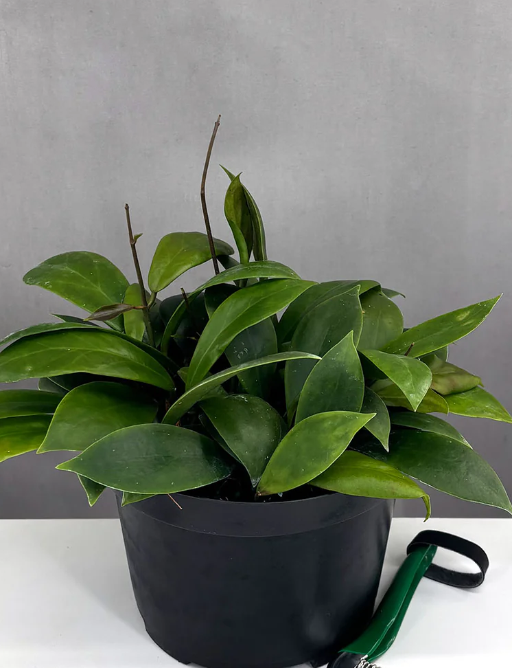Hoya Mindorensis Red Care | Care Guide | Plant Proper
