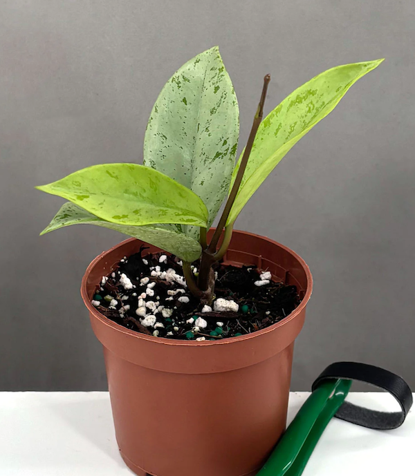Hoya Pubicalyx Pink Silver Ghost Care | Plant Proper