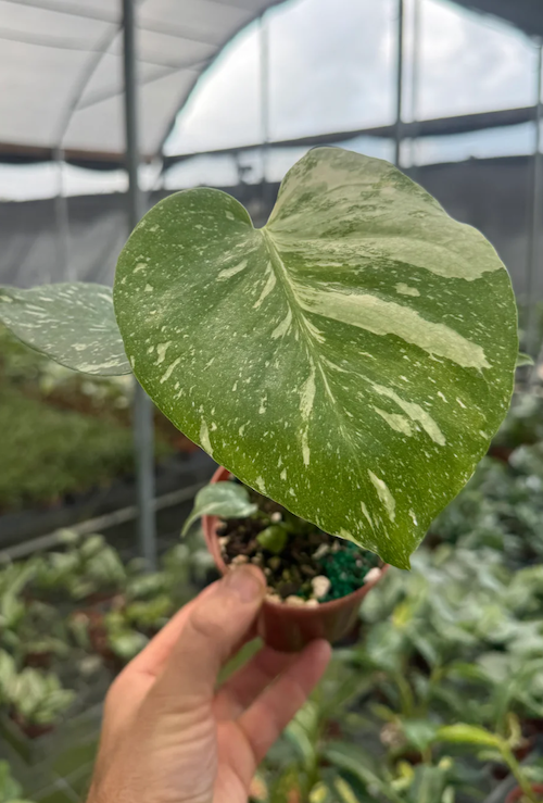 monstera schablone Schablone Monstera im botanischen Stil – Abbondanza.de main image 1