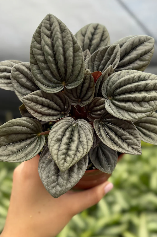 Peperomia Caperata Mendoza Care | Care Guide | Plant Proper