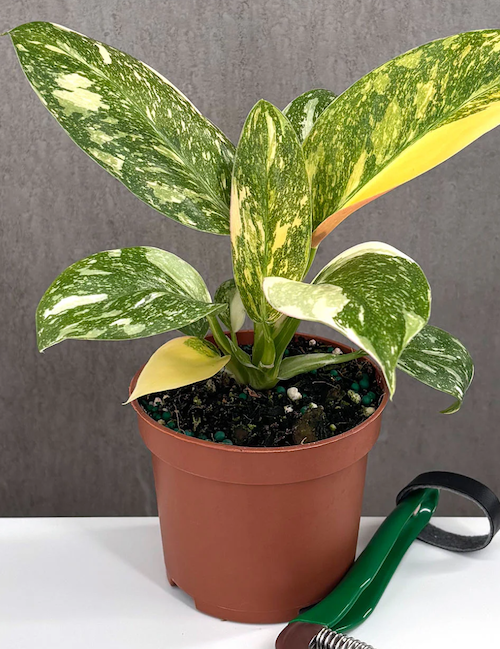 Philodendron Green Congo Nuclear Care | Plant Proper