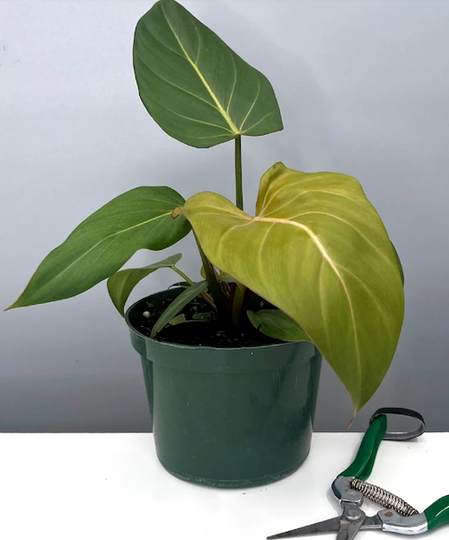 pineapple guava plant Pineapple Guava Tree for Easy Growth in Your Garden main image 0