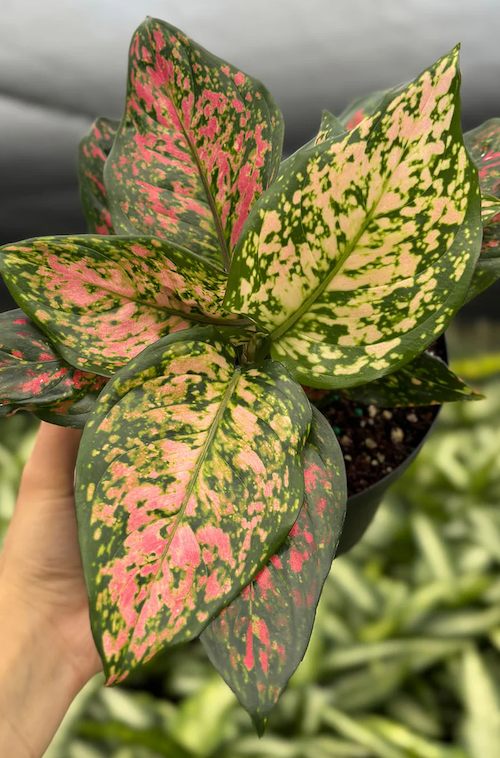 pink dracaena plant Dracaena Dragon Tree Colorama Bush main image 0