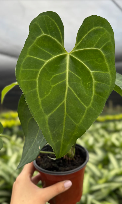 anthurium plant white 35