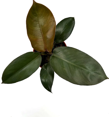 Philodendron Black Cardinal Care | Plant Proper