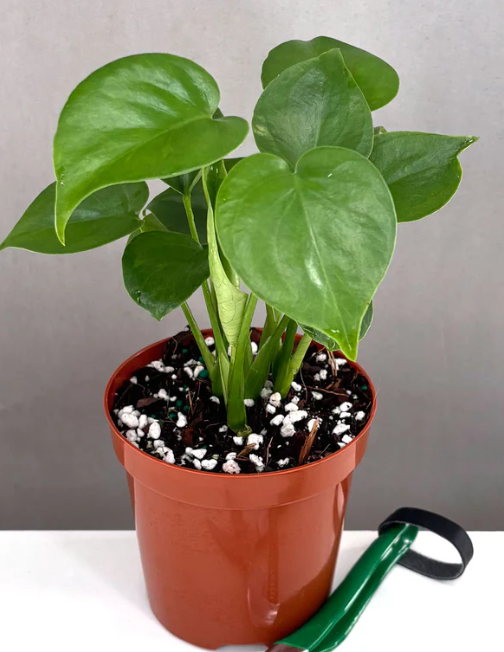 monstera deliciosa halfmoon Monstera Variegata Aurea XL HALF MOON main image 1