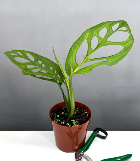 philodendron majesty Philodendron Majesty  Plantlovers