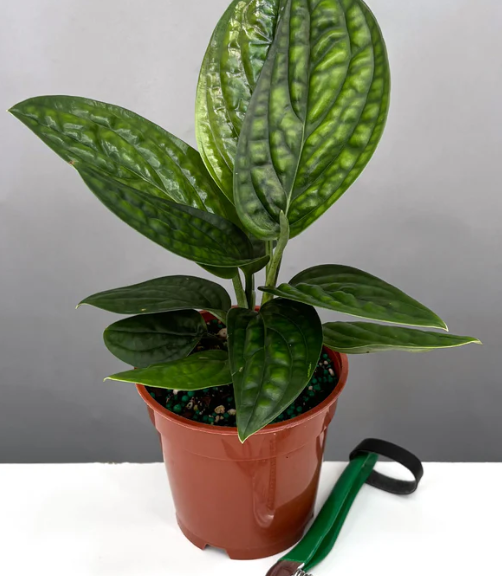 philodendron pteromischum Philodendron pteromischum narrow leaf main image 1
