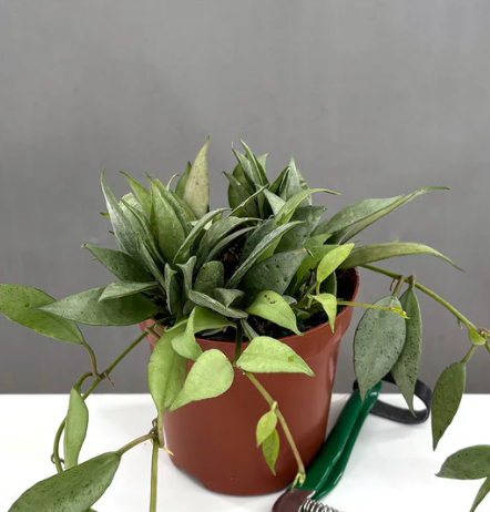 Hoya Lacunosa Mint Care | Plant Proper