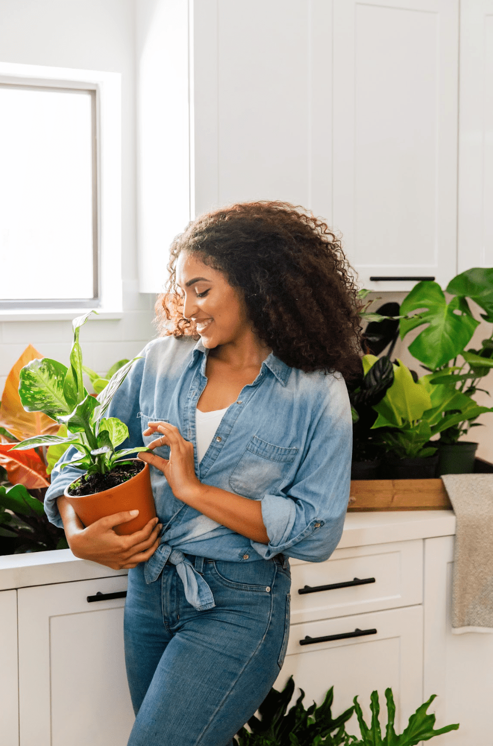 How Often To Water Monstera Thai Constellation | Plant Proper