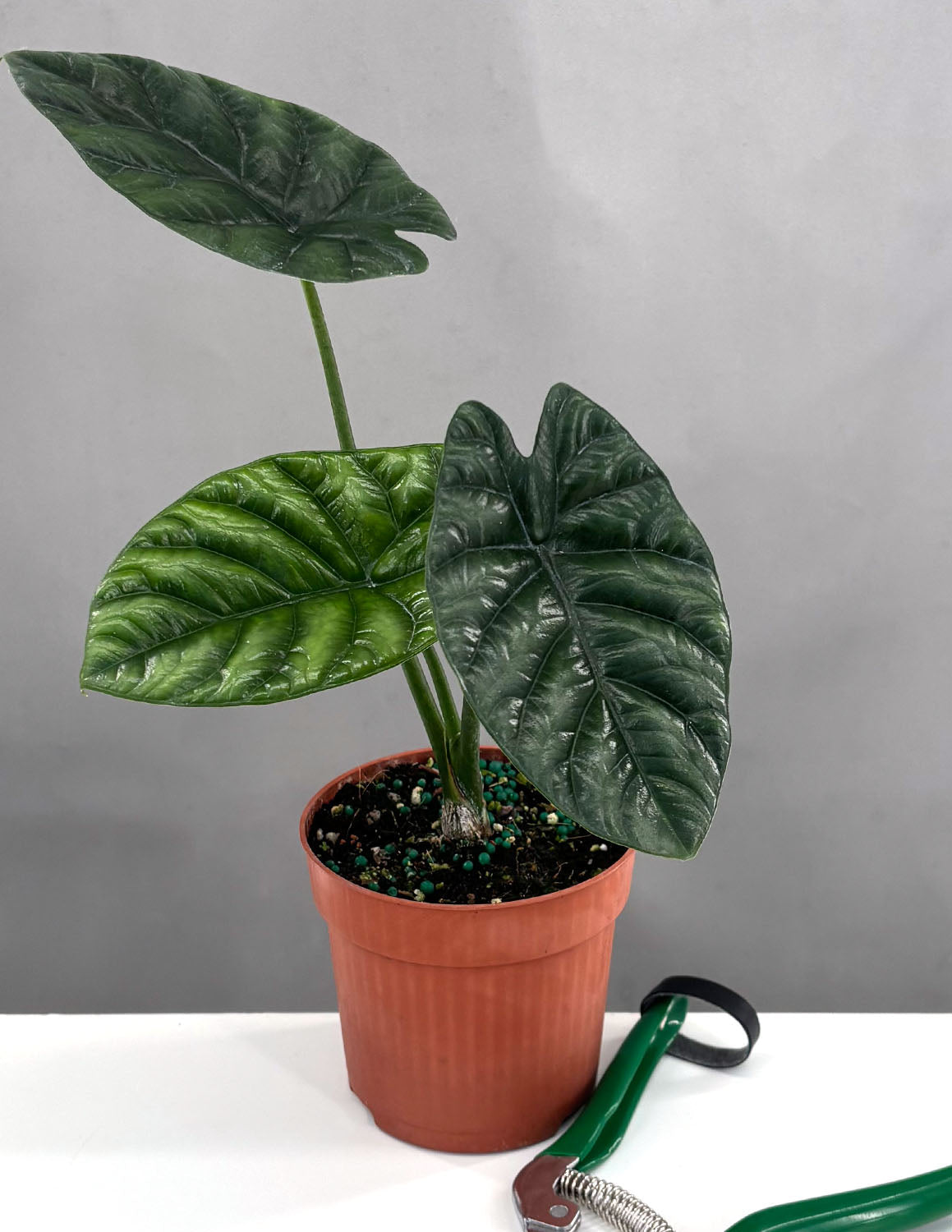 Alocasia Houseplants | Always Affordable at Plant Proper