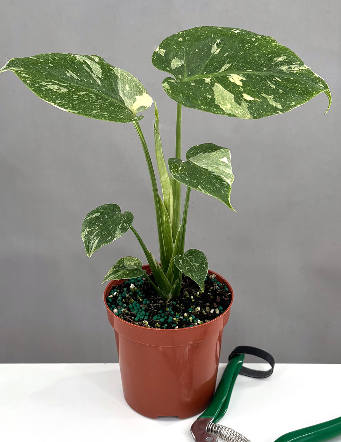 Monstera Houseplants | Always Affordable at Plant Proper