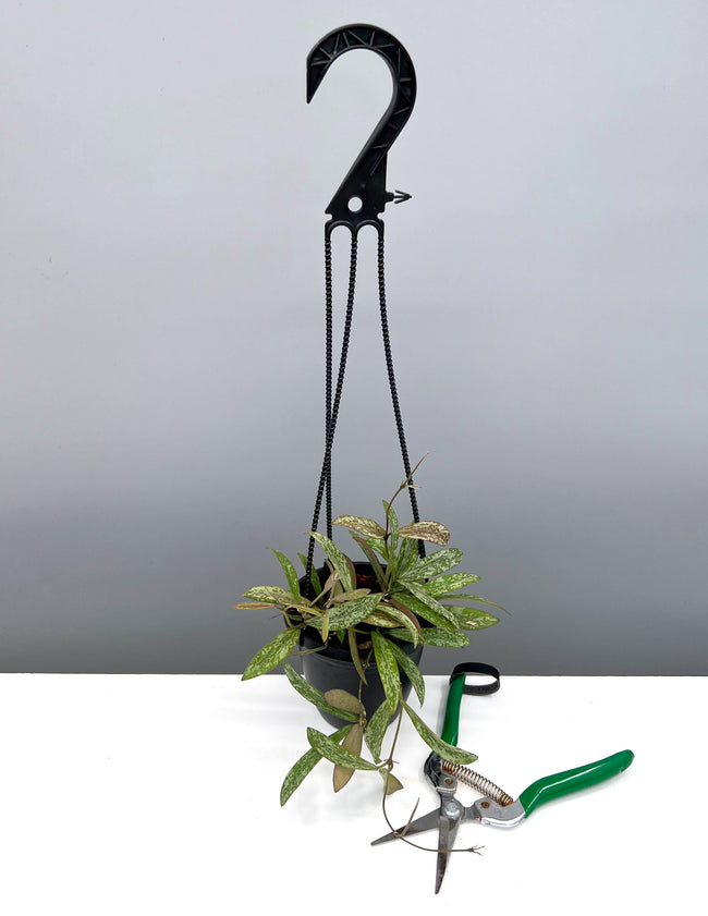 Hoya Sigillatis - Plant Proper - 4" Hanging Pot