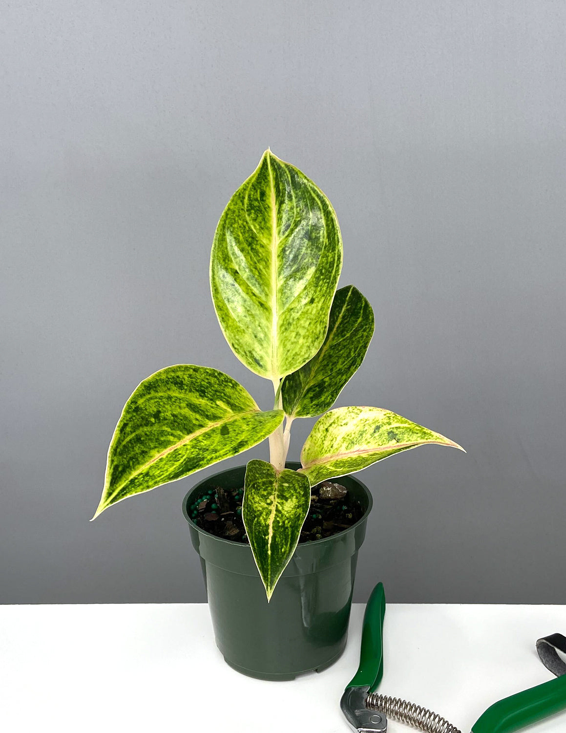 aglaonema green papaya care Aglaonema Green Papaya