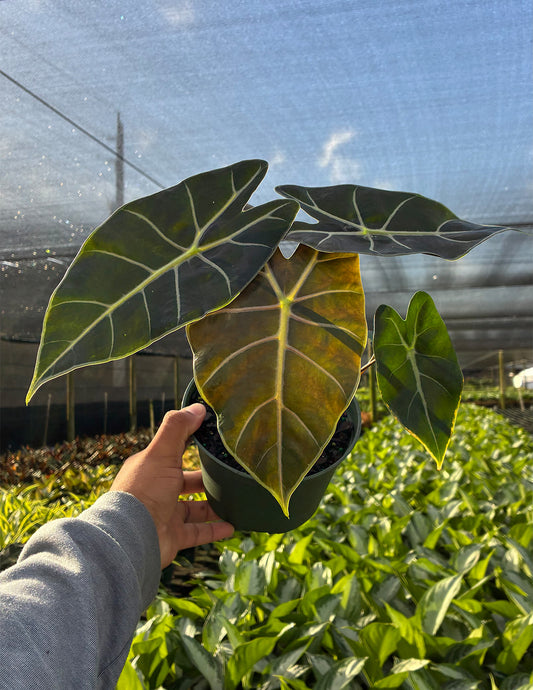 Alocasia Black Satun Pink Bone