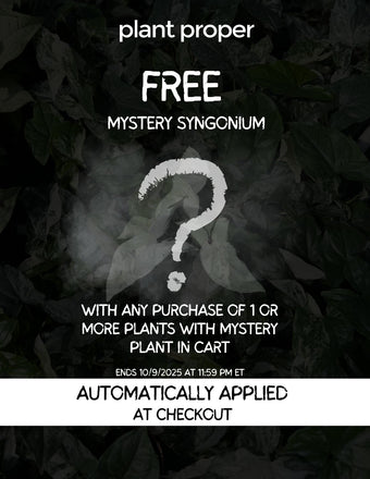 Mystery Syngonium