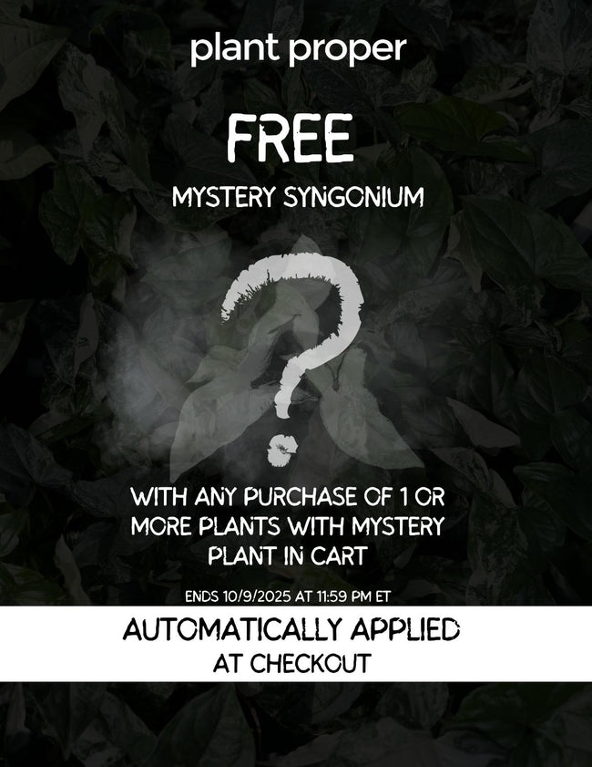 Mystery Syngonium