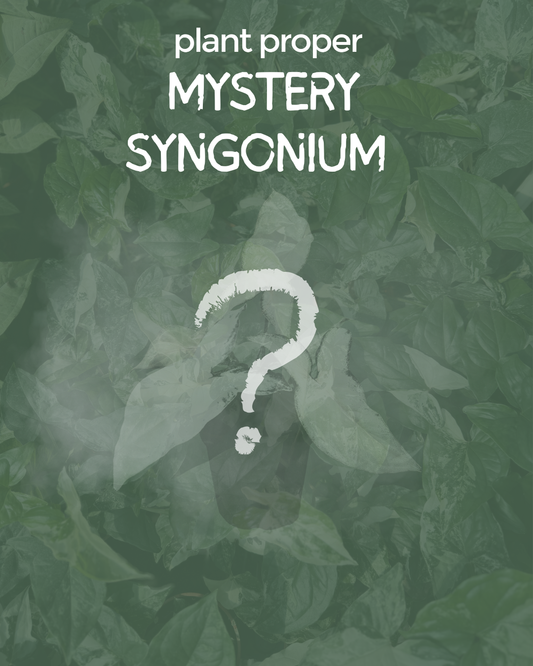 Mystery Syngonium