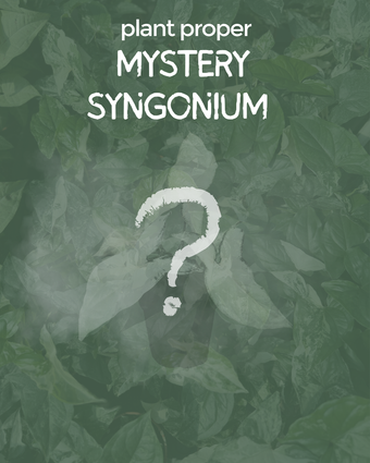 Mystery Syngonium