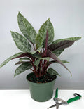 Apoballis Acuminatissima Lavallaei - Plant Proper - 6" Pot