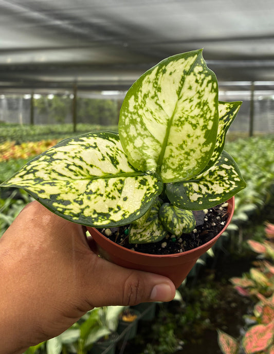 Aglaonema Bubble Tea