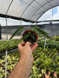 Monstera Burle Marx Flame