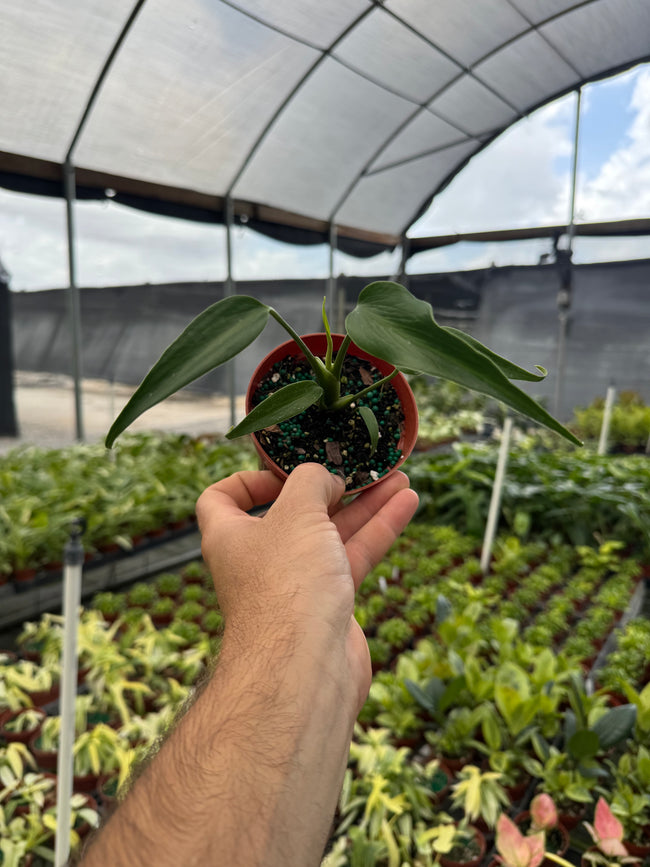 Monstera Burle Marx Flame