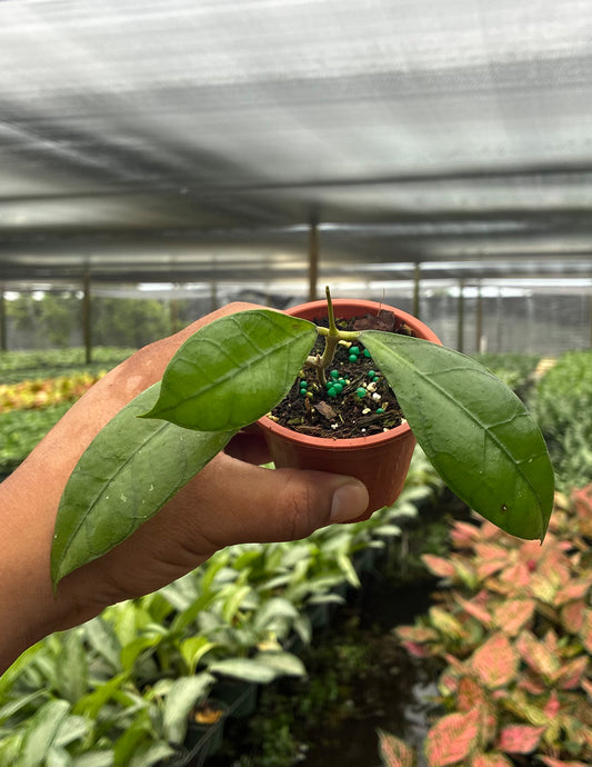 Hoya Clemensiorum Borneo