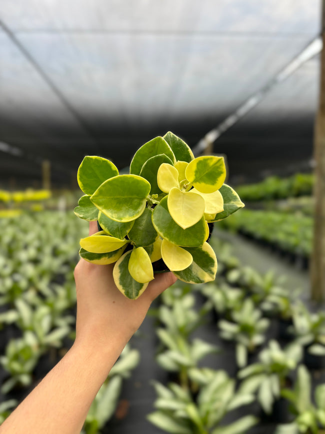 Hoya Australis Variegated