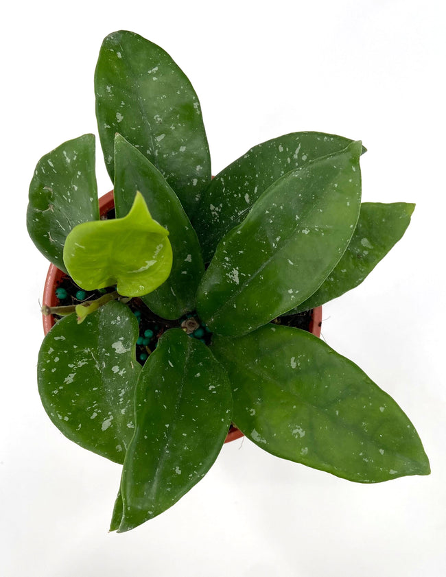 Hoya Brighton - Plant Proper - Overview
