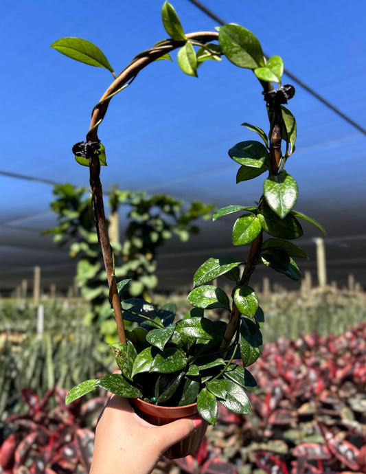 Hoya Crassipetiolata Splash