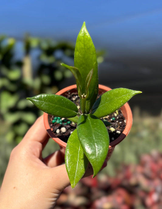 Hoya Australis Rupicola