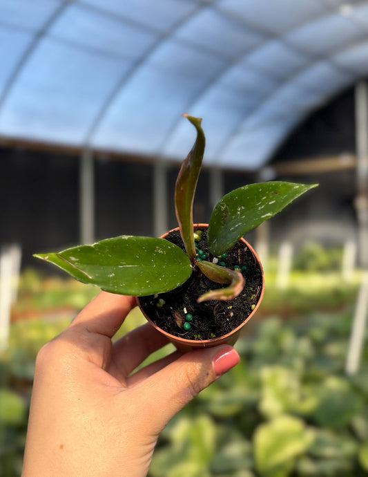 Hoya Pubicalyx Albomarginata