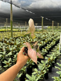 Syngonium Pink Splash