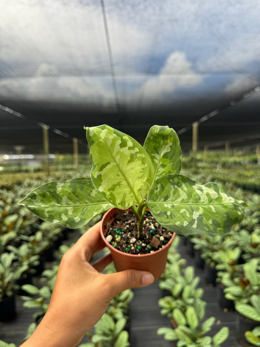 Aglaonema Pictum Tricolor
