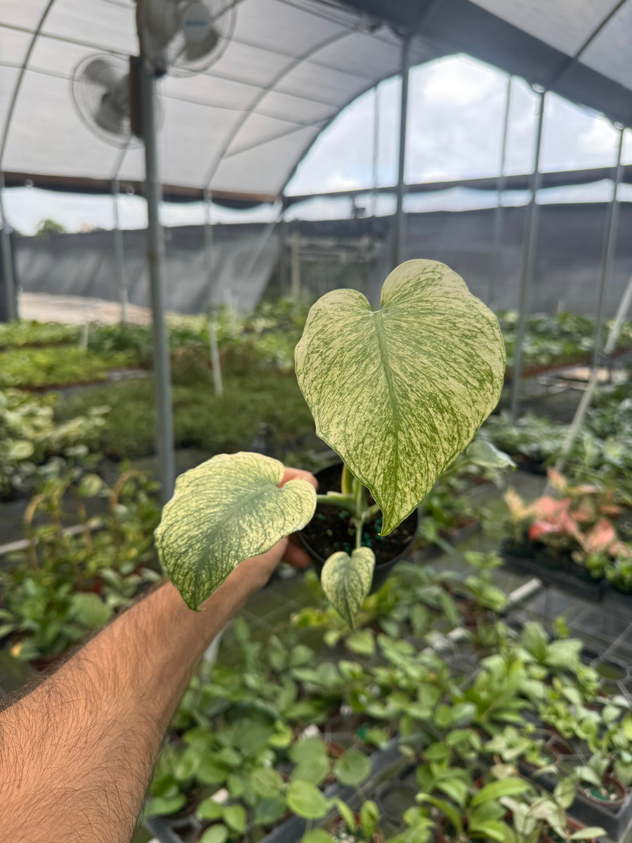 Monstera Mint | Always Affordable at Plant Proper